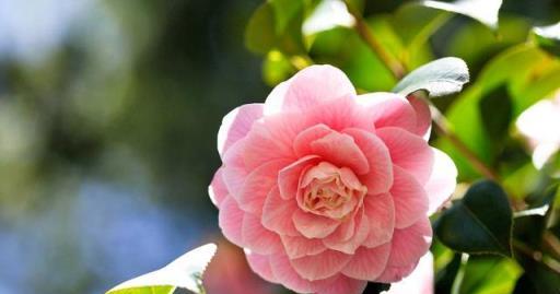 「詩詞鑑賞」山茶花開時,十一首山茶花的詩詞,爛紅如火雪中開