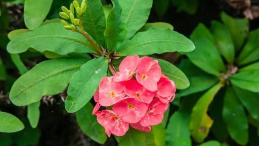 虎年來了，養一盆名字帶「虎」的植物吧