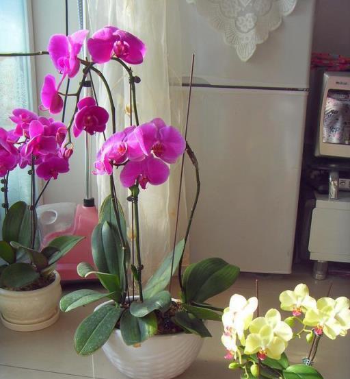 8種漂亮花，天生就「怕晒」，養在陰涼地，反而葉美，花大