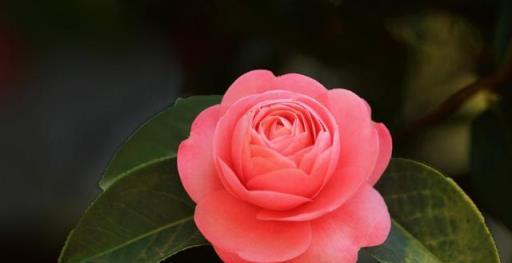「詩詞鑑賞」山茶花開時,十一首山茶花的詩詞,爛紅如火雪中開