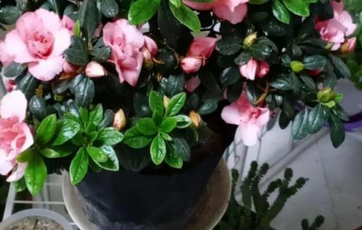 8種漂亮花，天生就「怕晒」，養在陰涼地，反而葉美，花大