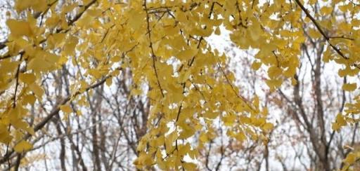 紅彤彤，金燦燦！水杉紅楓銀杏最美時，一起來打卡