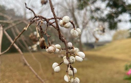 【提示】這些植物除了觀賞，還是一種「天然肥皂」