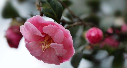 「詩詞鑑賞」山茶花開時,十一首山茶花的詩詞,爛紅如火雪中開