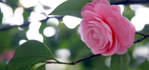「詩詞鑑賞」山茶花開時,十一首山茶花的詩詞,爛紅如火雪中開