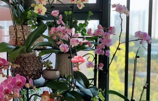 8種漂亮花，天生就「怕晒」，養在陰涼地，反而葉美，花大