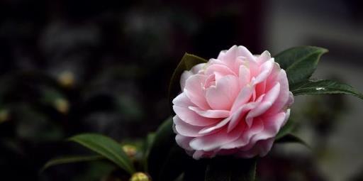 「詩詞鑑賞」山茶花開時,十一首山茶花的詩詞,爛紅如火雪中開