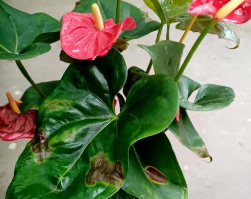 8種漂亮花，天生就「怕晒」，養在陰涼地，反而葉美，花大
