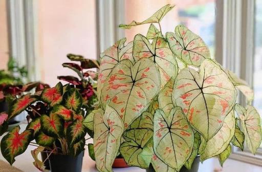 8種漂亮花，天生就「怕晒」，養在陰涼地，反而葉美，花大