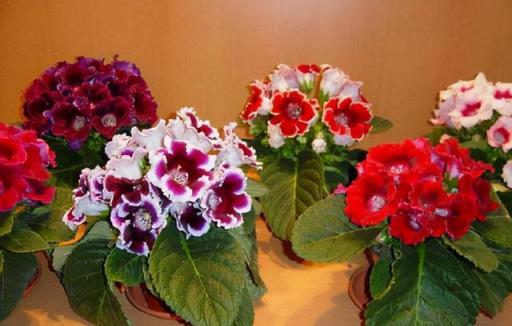 8種漂亮花，天生就「怕晒」，養在陰涼地，反而葉美，花大