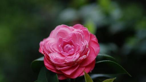 「詩詞鑑賞」山茶花開時,十一首山茶花的詩詞,爛紅如火雪中開