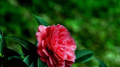 「詩詞鑑賞」山茶花開時,十一首山茶花的詩詞,爛紅如火雪中開