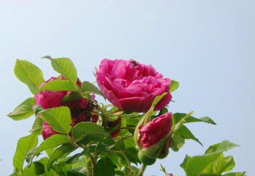 6種「女人花」能吃又好聞，採花泡茶養容顏，女人養花，花養美女