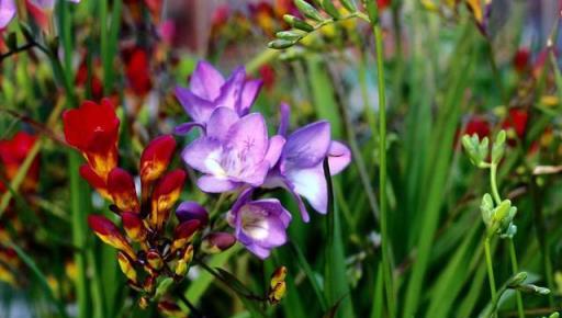 6種「女人花」能吃又好聞，採花泡茶養容顏，女人養花，花養美女