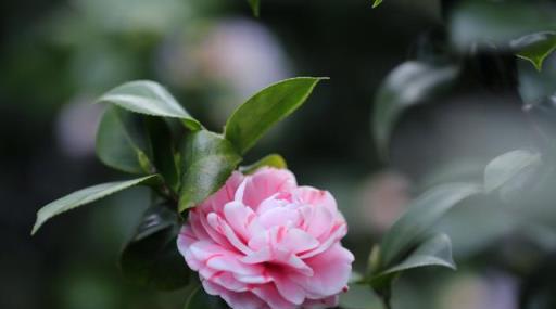「詩詞鑑賞」山茶花開時,十一首山茶花的詩詞,爛紅如火雪中開