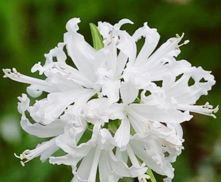 美麗的彼岸花，它的花很美麗，寓意和故事也很悽美，你們知道嗎？