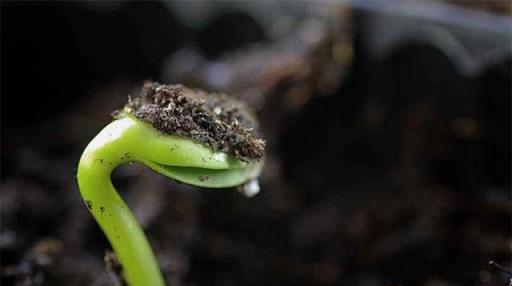 植物科普：種子萌發的條件，是生命物質的構成的基礎元素