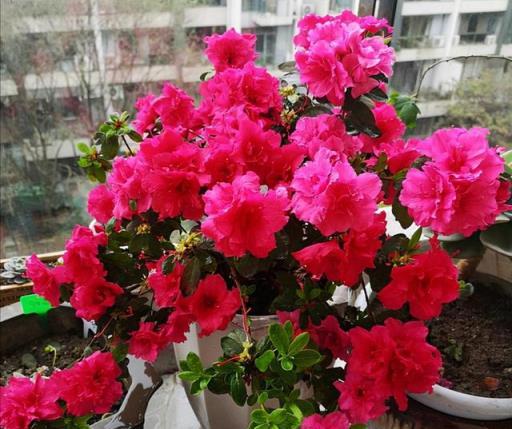 8種漂亮花，天生就「怕晒」，養在陰涼地，反而葉美，花大