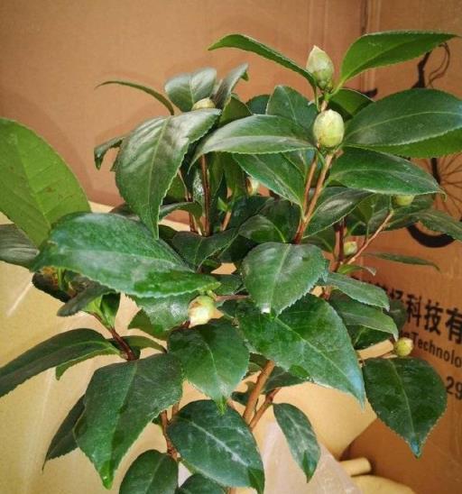 茶花的種植技巧，有3個，花朵大、花期長、越冷越多花