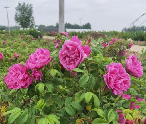 6種「女人花」，能養女人心，摘花泡茶更嬌嫩，人養花，花更養人