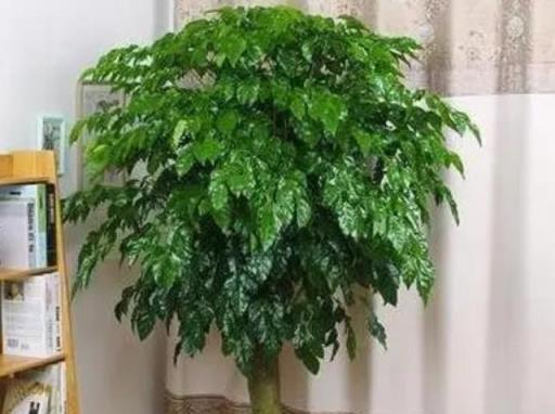 家裡養5種大盆植物，美觀大方，空氣更清新