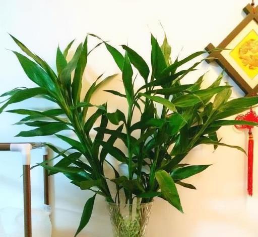 8種漂亮花，天生就「怕晒」，養在陰涼地，反而葉美，花大