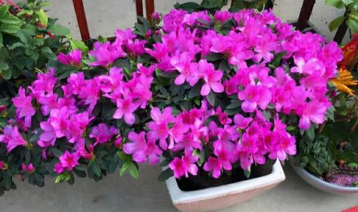 8種漂亮花，天生就「怕晒」，養在陰涼地，反而葉美，花大