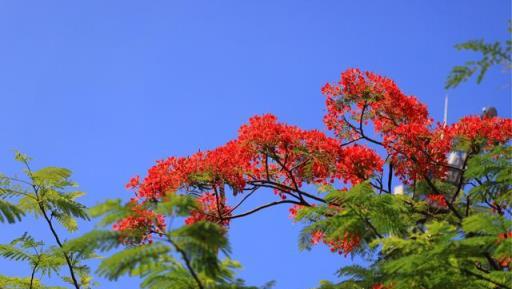 100種有毒的花和果，生活中很常見，出門要小心，避免受傷害