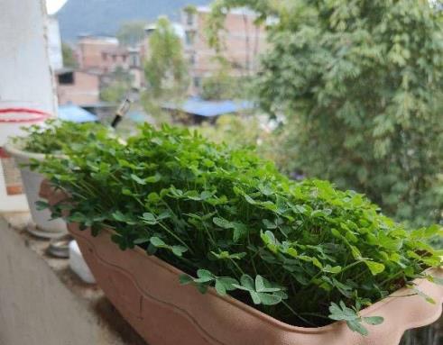 讓酢漿草開花，就要多「晒太陽」，一晒就有花，「上百朵」地開