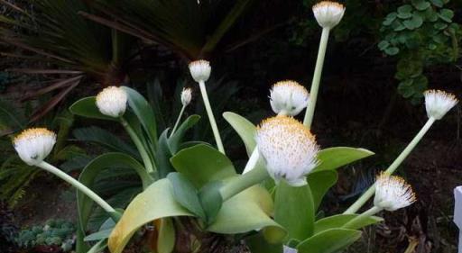 虎年春節不能少的4種「虎花」，養在家裡虎虎生威，旺家又旺財