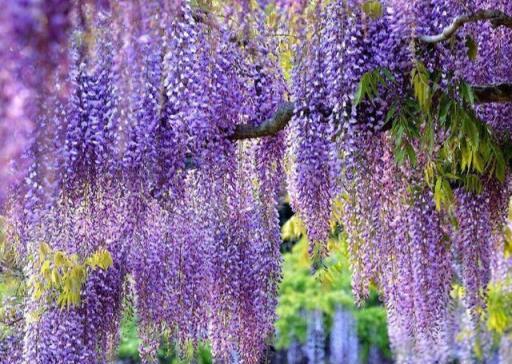 6種「長壽花」，能活一百年，漂亮又吉利，越老「越值錢」