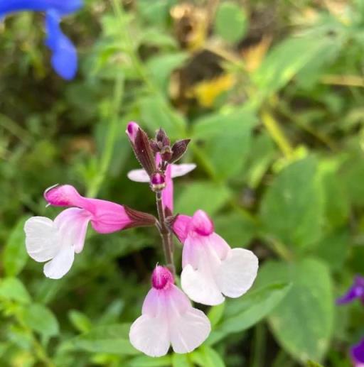 室內開花植物養護，適合四季養殖的7種花卉