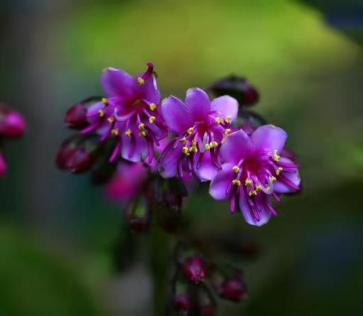 虎年就要到了，10種「虎」字輩的花，賣得特別火，你買了嗎