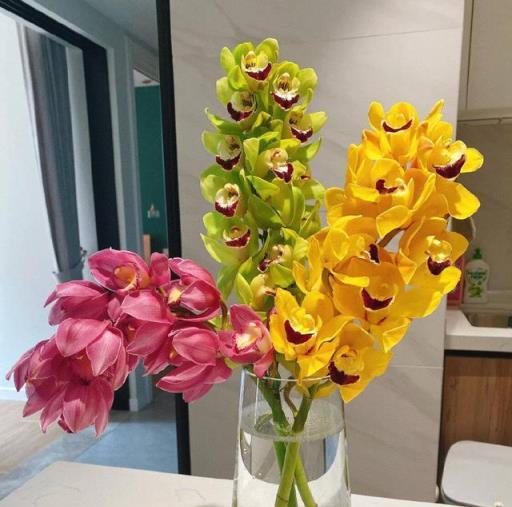 新年養「3種花」，喜慶漂亮好打理，花朵大葉片美，冬季大放光彩