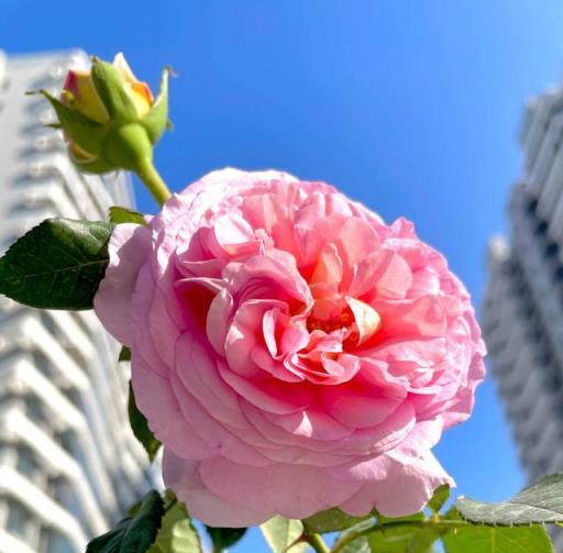 新年養「3種花」，喜慶漂亮好打理，花朵大葉片美，冬季大放光彩