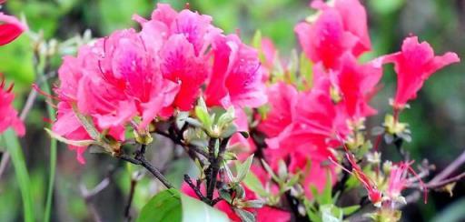 養護丁香花，掌握這幾點養護技巧，生長旺盛，更易開花