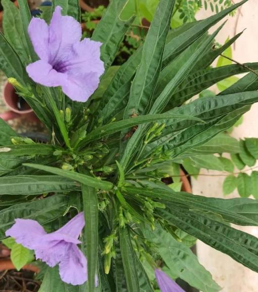 室內開花植物養護，適合四季養殖的7種花卉