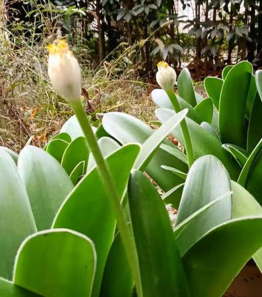 虎年就要到了，10種「虎」字輩的花，賣得特別火，你買了嗎