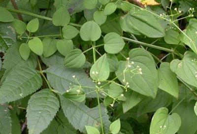 農村常見的野草，人稱「血見愁」，價值珍貴，還是天然的植物染料