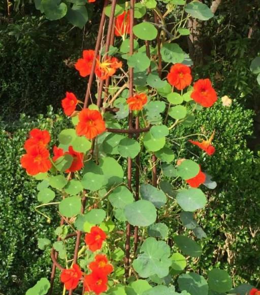 室內開花植物養護，適合四季養殖的7種花卉