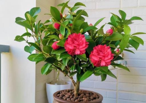 新年養「3種花」，喜慶漂亮好打理，花朵大葉片美，冬季大放光彩