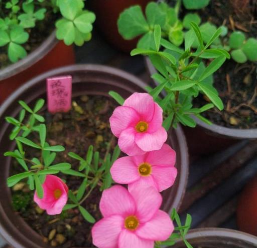 冬季養酢漿草，做好「一點」，緊湊又豐花，陽臺「變花海」