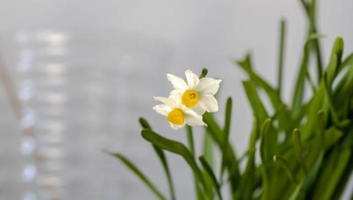 3種「高雅花」真不適合臥室養，對身體不好，快搬出來吧