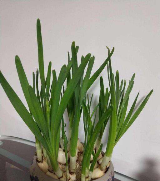 警惕！這些常見的美麗花卉竟然有毒，黃金葛也在其中