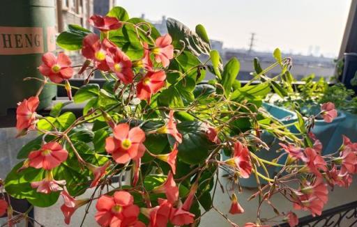 讓酢漿草開花，就要多「晒太陽」，一晒就有花，「上百朵」地開