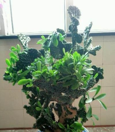 警惕！這些常見的美麗花卉竟然有毒，黃金葛也在其中