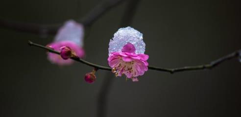 每到花開如見君，十首尋梅的詩詞，在古詩詞裡尋找屬於冬日的美好