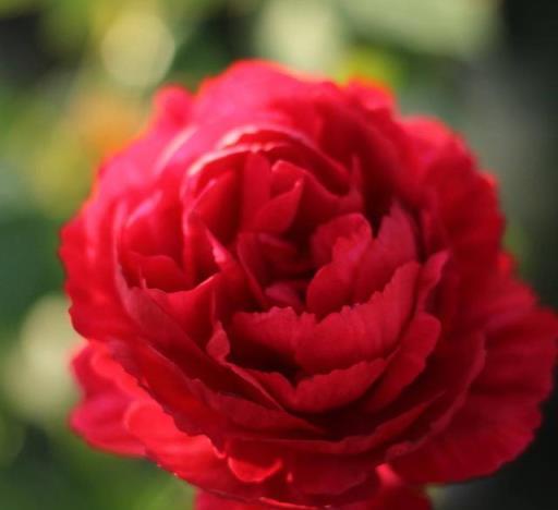 新年養「3種花」，喜慶漂亮好打理，花朵大葉片美，冬季大放光彩