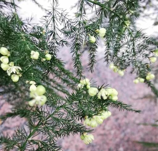 文竹「喂一口白糖水」，根系壯，生長快，綠葉毛茸茸的