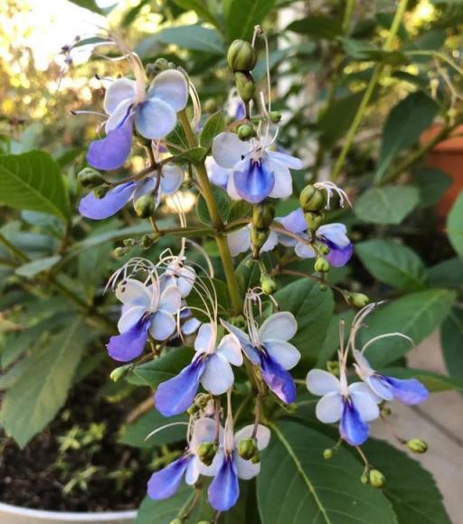 室內開花植物養護，適合四季養殖的7種花卉